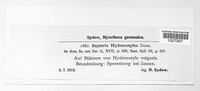 Septoria hydrocotyles image